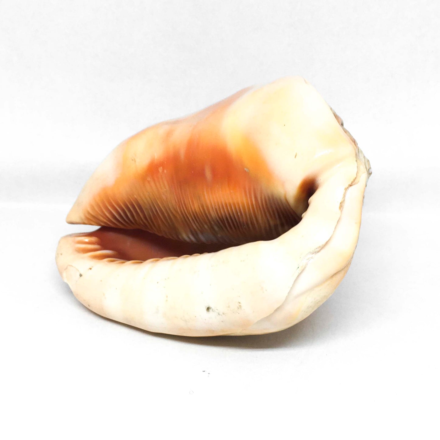 Cameo ornament on shell