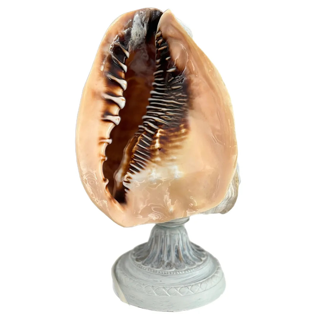 il-piccolo-museo-del-cammeo-Lampada-Cammeo-suConchiglia-_RattoD_Europa